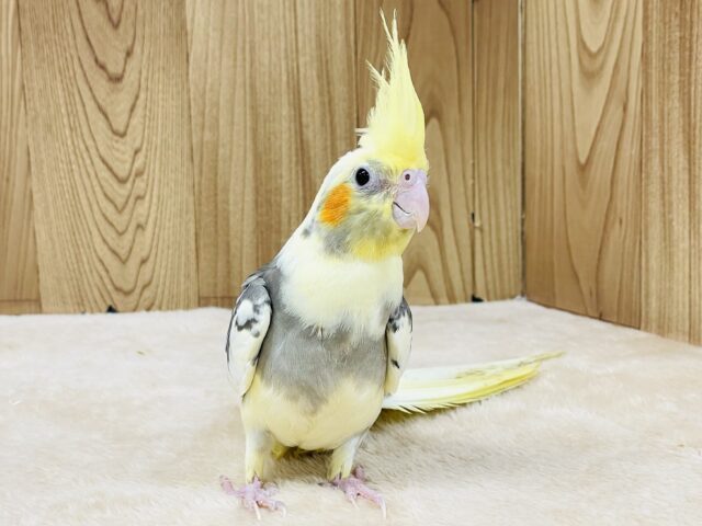 オカメインコ