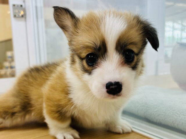 ウェルシュコーギー・ペンブローグ