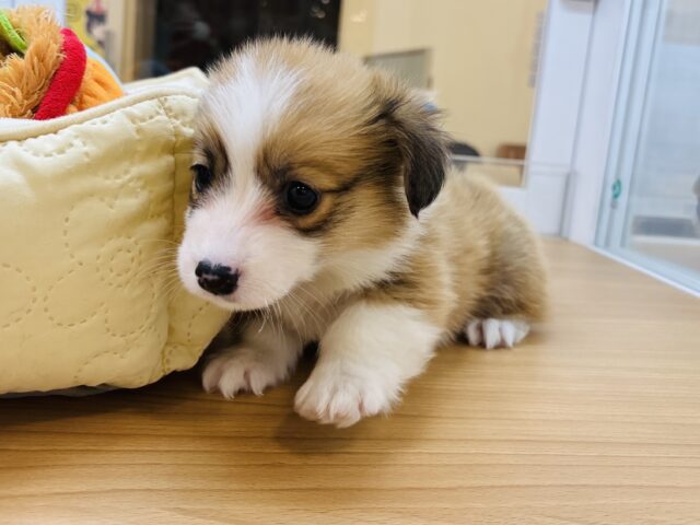 ウェルシュコーギー・ペンブローグ