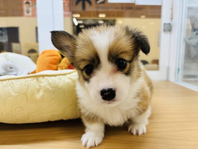 ウェルシュコーギー・ペンブローグ