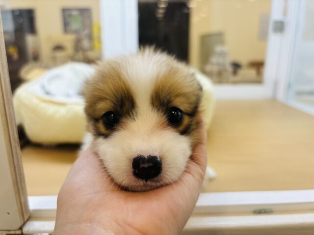 ウェルシュコーギー・ペンブローグ