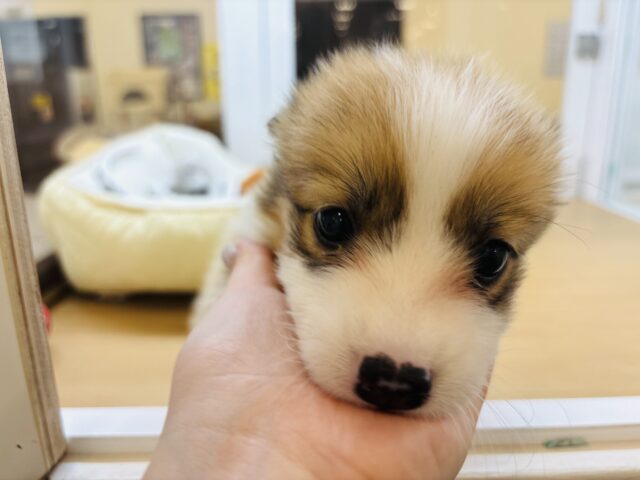 ウェルシュコーギー・ペンブローグ