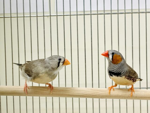 錦花鳥（キンカチョウ）