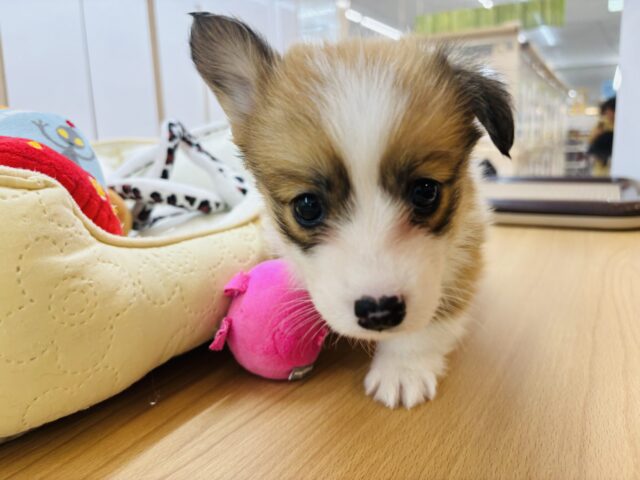 ウェルシュコーギー・ペンブローグ