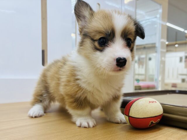 ウェルシュコーギー・ペンブローグ