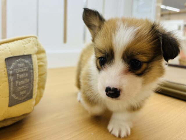 ウェルシュコーギー・ペンブローグ