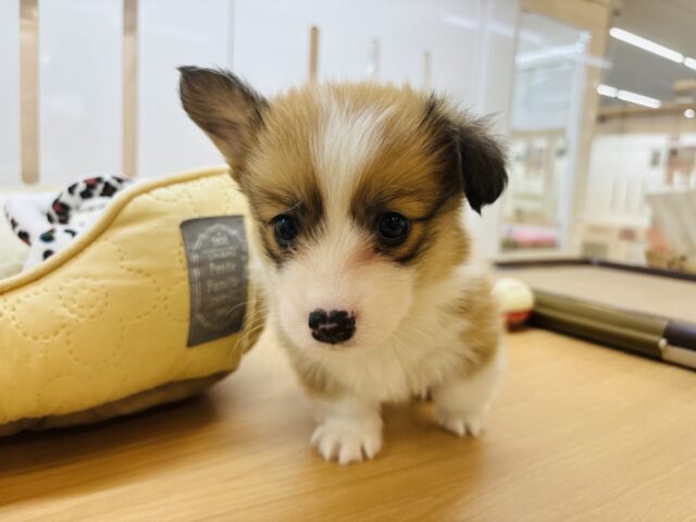 ウェルシュコーギー・ペンブローグ