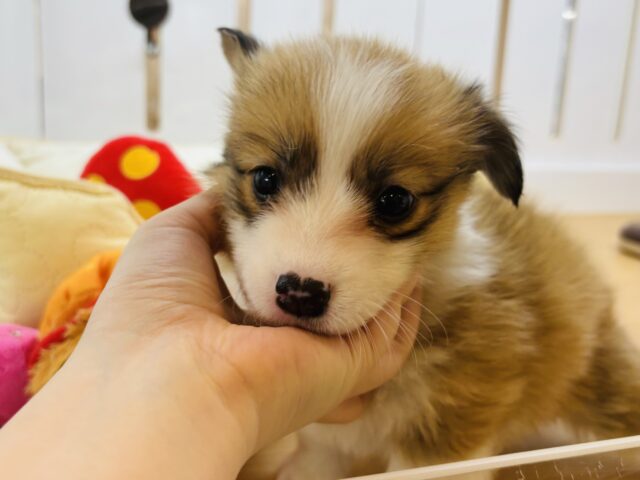 ウェルシュコーギー・ペンブローグ