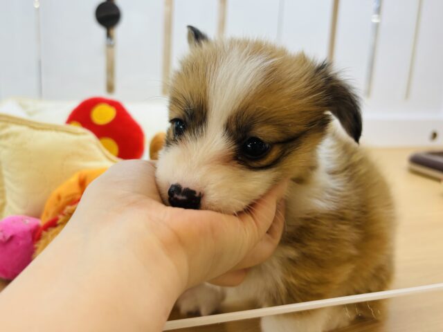 ウェルシュコーギー・ペンブローグ