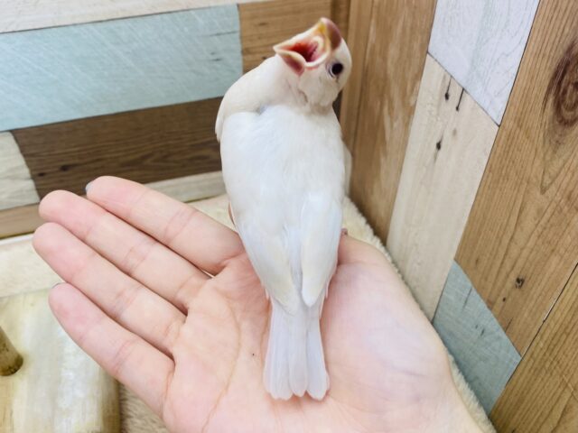 シルバーイノ文鳥