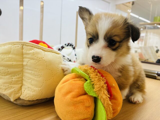 ウェルシュコーギー・ペンブローグ