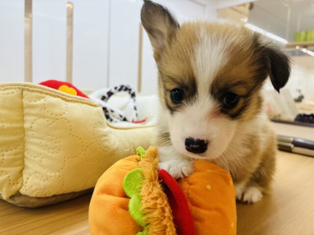 ウェルシュコーギー・ペンブローグ