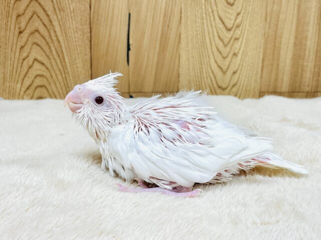 オカメインコ