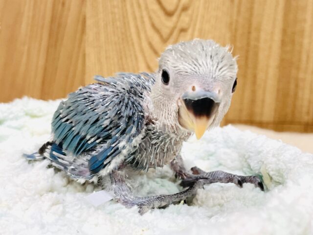 コザクラインコ（小桜インコ）