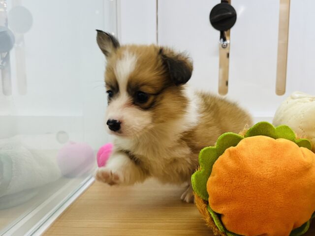 ウェルシュコーギー・ペンブローグ