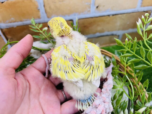 コザクラインコ（小桜インコ）