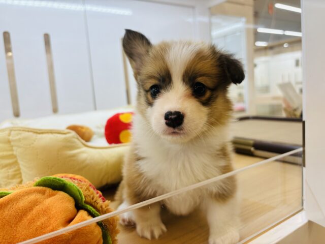 ウェルシュコーギー・ペンブローグ