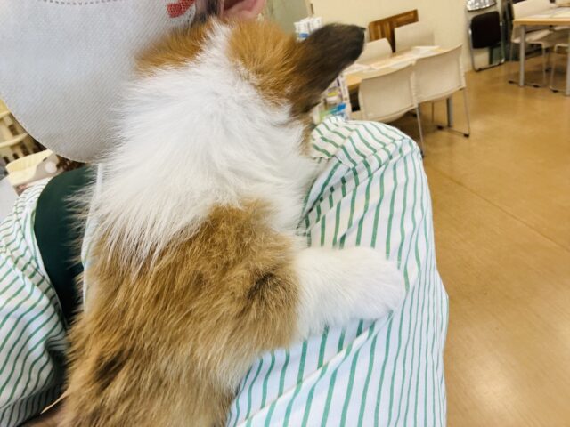 ウェルシュコーギー・ペンブローグ