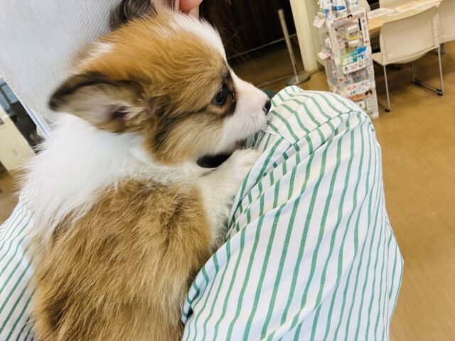 ウェルシュコーギー・ペンブローグ