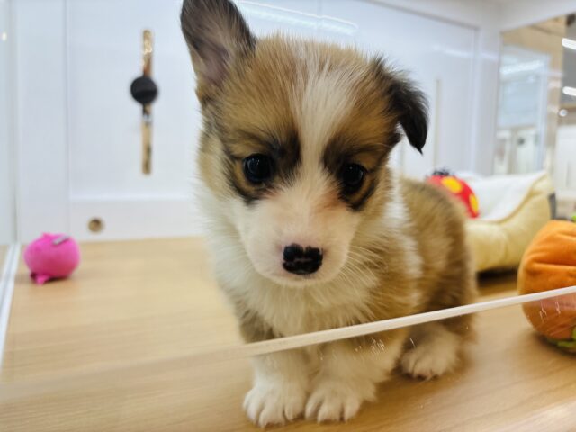 ウェルシュコーギー・ペンブローグ