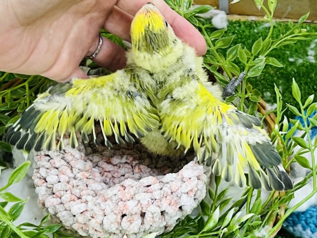 コザクラインコ（小桜インコ）