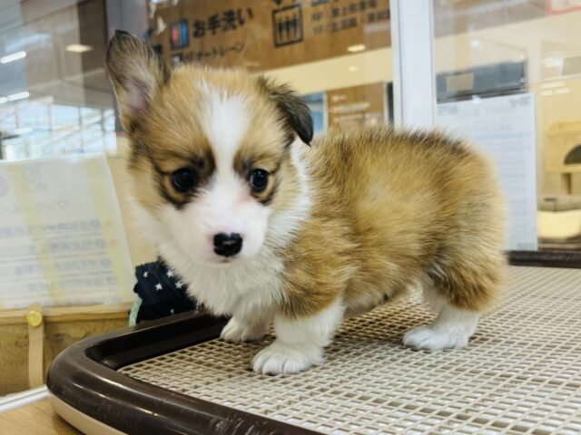 ウェルシュコーギー・ペンブローグ