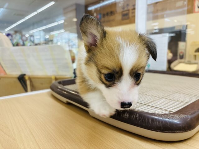 ウェルシュコーギー・ペンブローグ