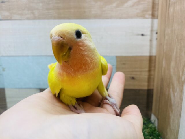 コザクラインコ（小桜インコ）
