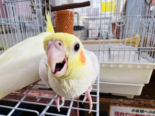 オカメインコ