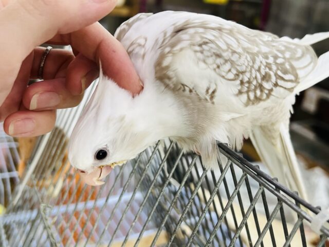 オカメインコ