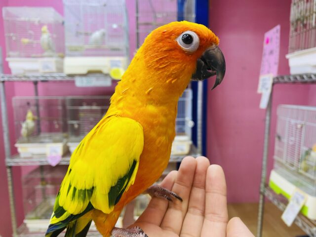コガネメキシコインコ