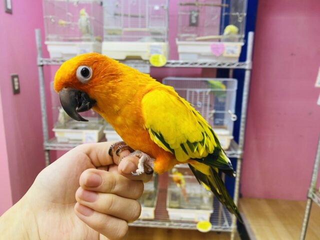 コガネメキシコインコ