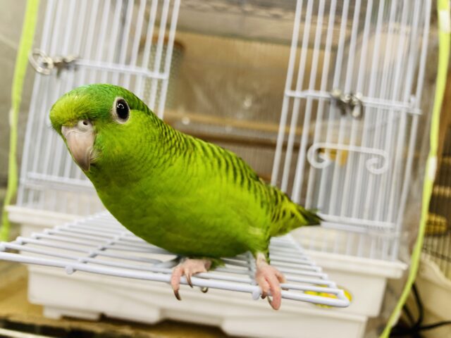 サザナミインコ