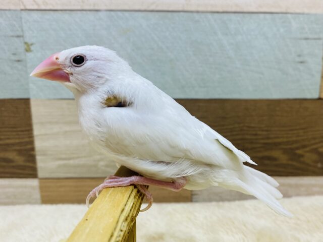 白文鳥