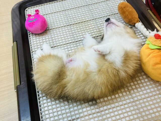 ウェルシュコーギー・ペンブローグ