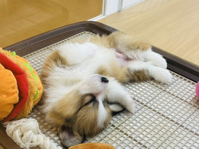 ウェルシュコーギー・ペンブローグ