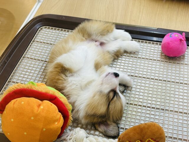 ウェルシュコーギー・ペンブローグ