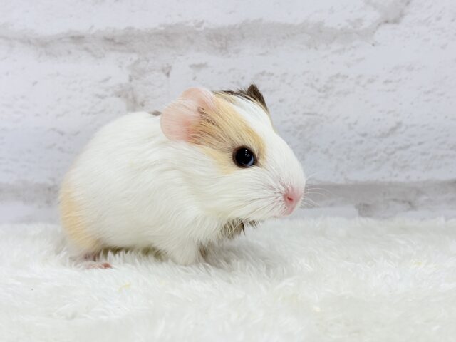 イングリッシュモルモット