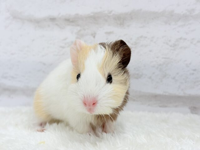 イングリッシュモルモット
