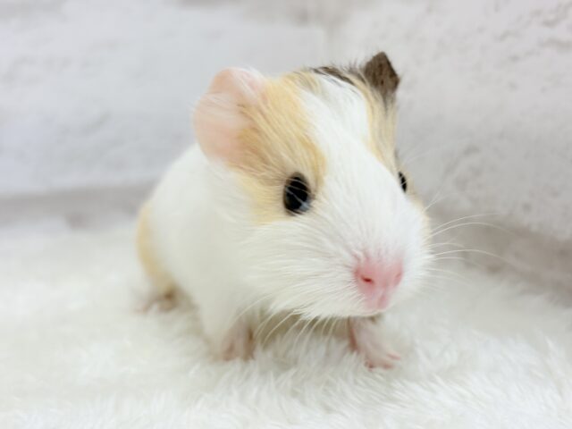 イングリッシュモルモット