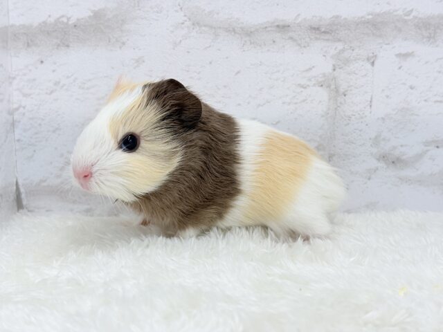 イングリッシュモルモット