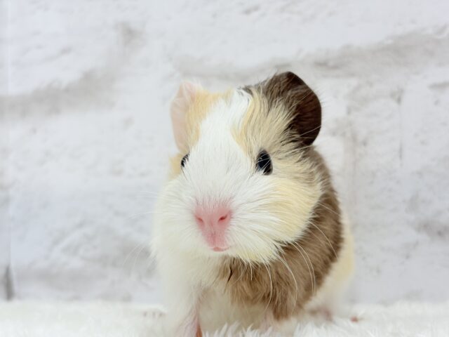 イングリッシュモルモット