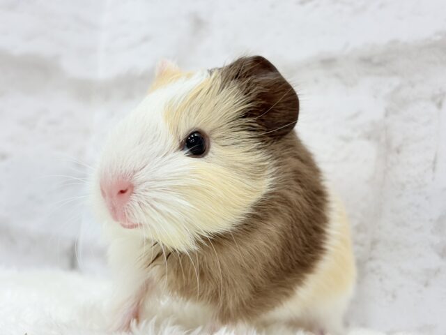 イングリッシュモルモット