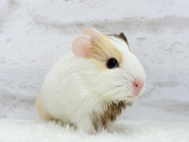 イングリッシュモルモット