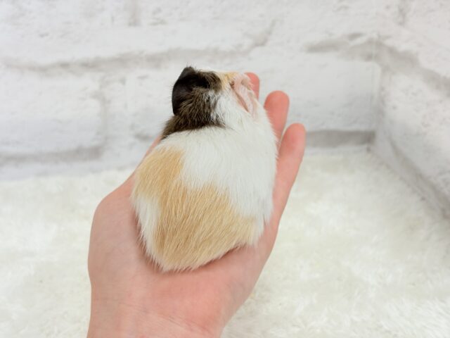 イングリッシュモルモット