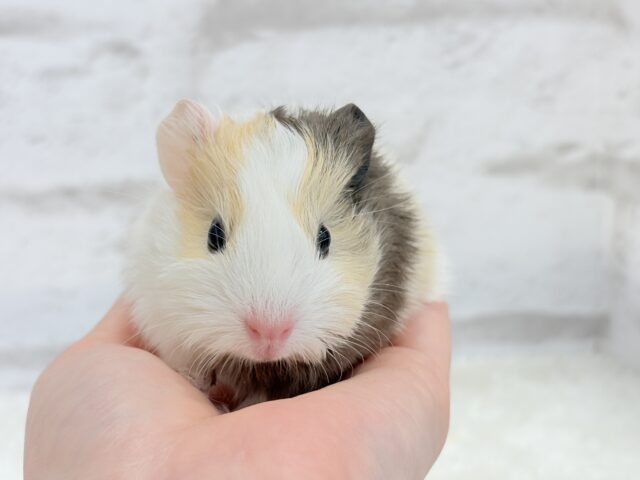 イングリッシュモルモット