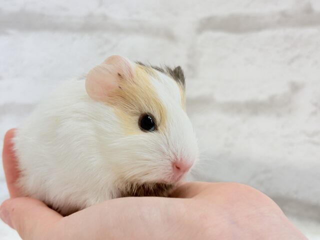 イングリッシュモルモット