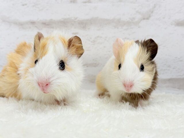 イングリッシュモルモット