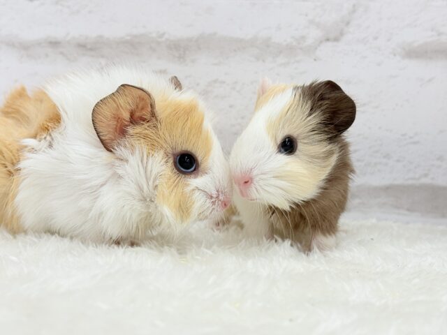 イングリッシュモルモット