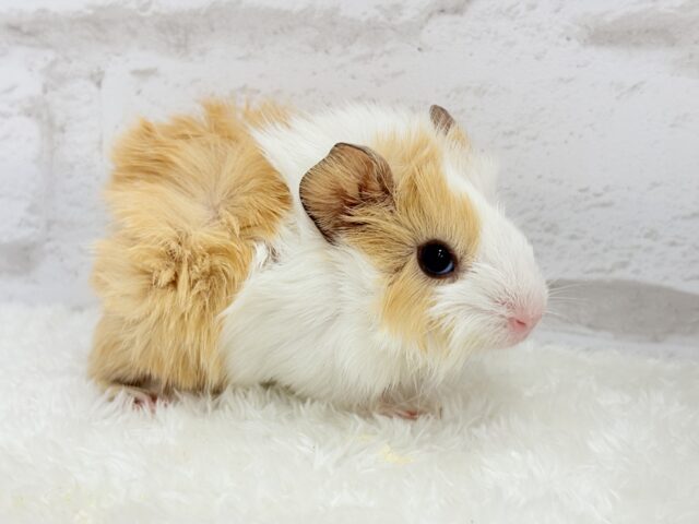 アビシニアンモルモット